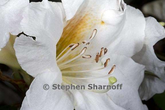 rhododendron johnstoneanum graphic